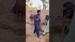 Doodh Chori (Part1) dgkhan dubai emotional viral jampur umaroontwala youtubeshorts pakistan