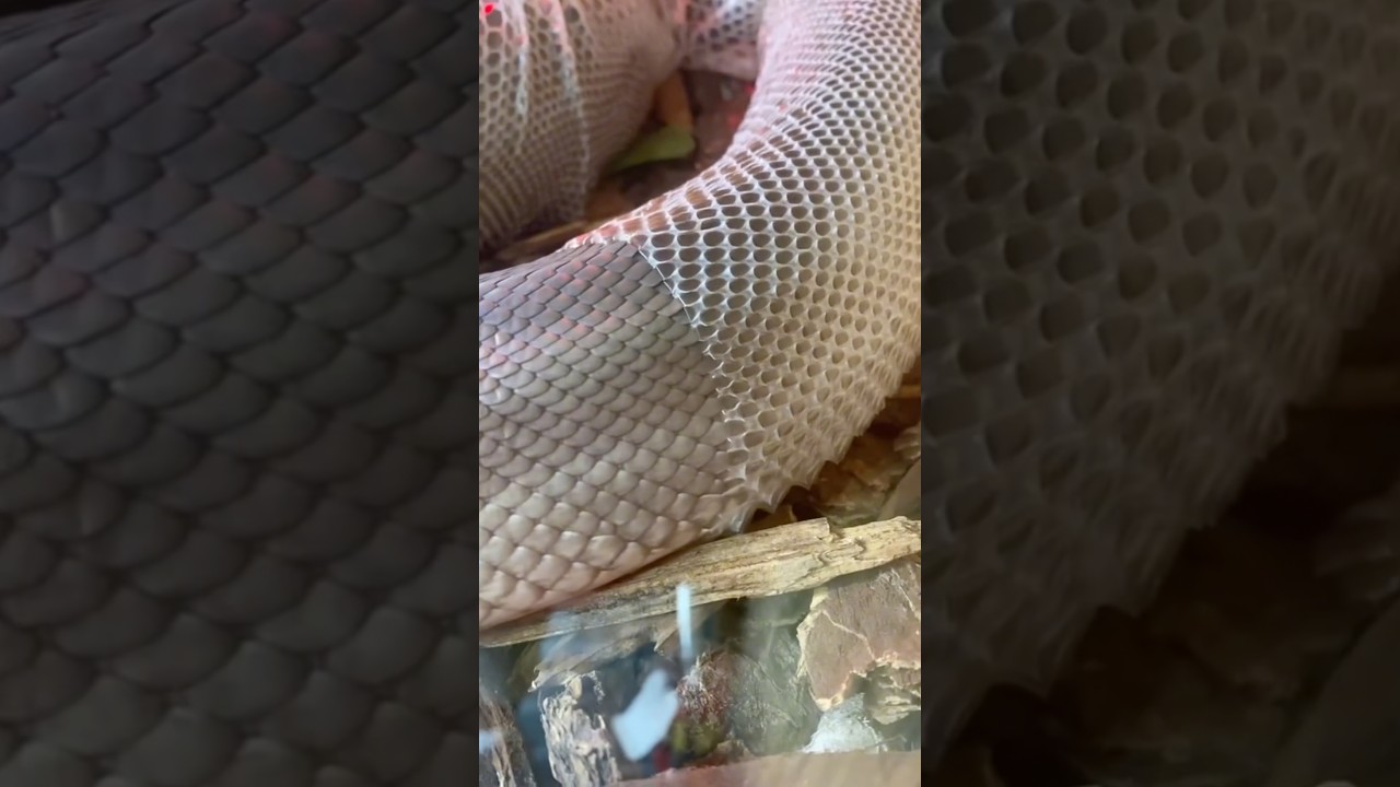 how snakes change their skin 