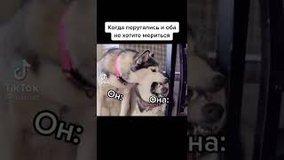 Эти собаки очень давно в браке