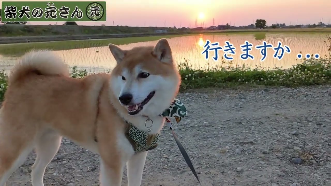 元さんと夕方の散歩 柴犬のお尻匂い付け有 柴犬 Shibadog 元さんの生活