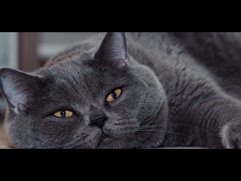 Video: Hangi Kediler Ve Kediler En Sevecen