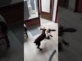 Jugando 🐶🐈 #doberman #dog #cachorro #dobermanlove #dobermantraining #gatos #cat #cats #catshorts