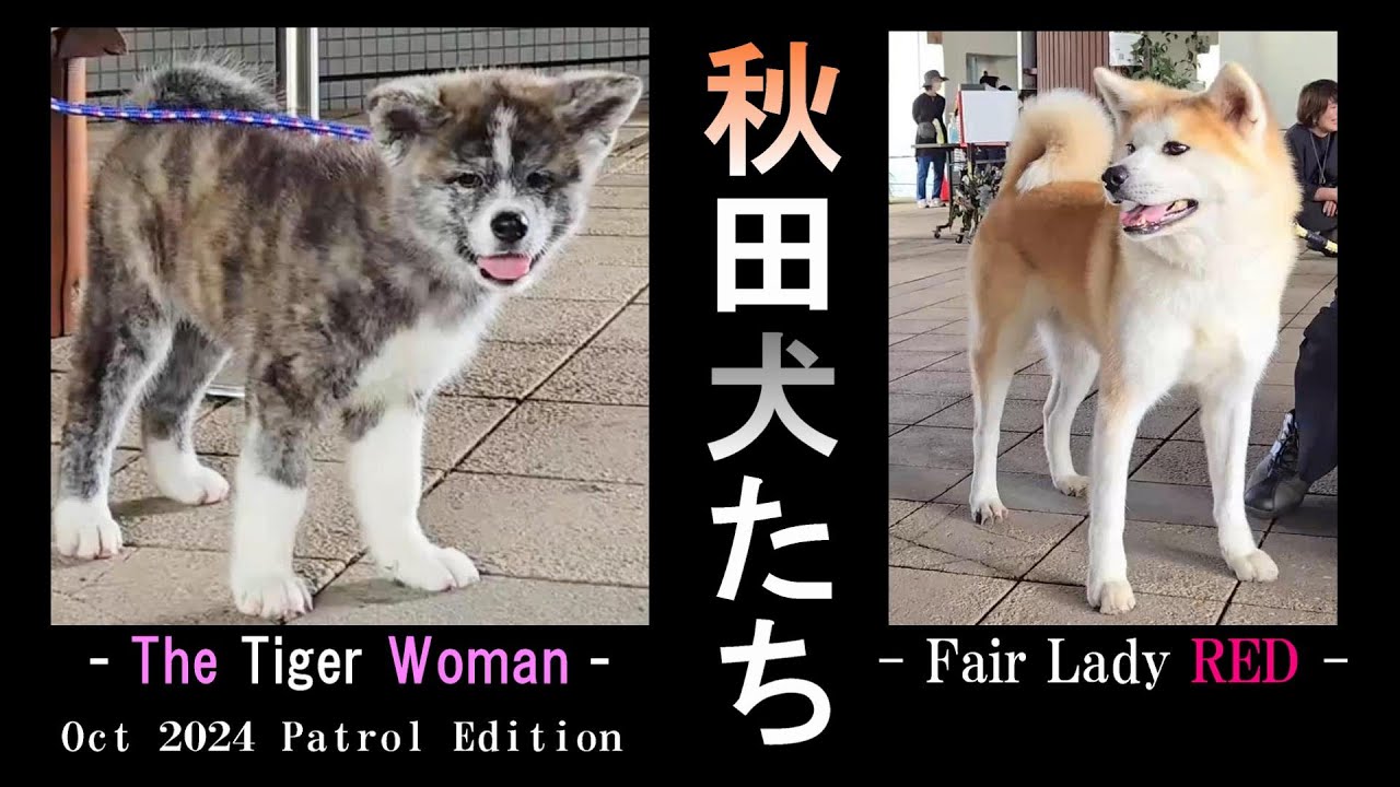 秋田犬の赤ちゃん子犬 秋田県大仙市ロケ踊る大捜査線のシンペイに似た【秋田犬たち】も 熊のパトロール活動 ２ヶ月の虎毛の子犬「みかげ」ちゃんが初の外出で１日入隊 赤毛のライちゃんたちも参加