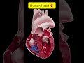 Blood circulation in human heart #studyhivebiology #class10biology #biology