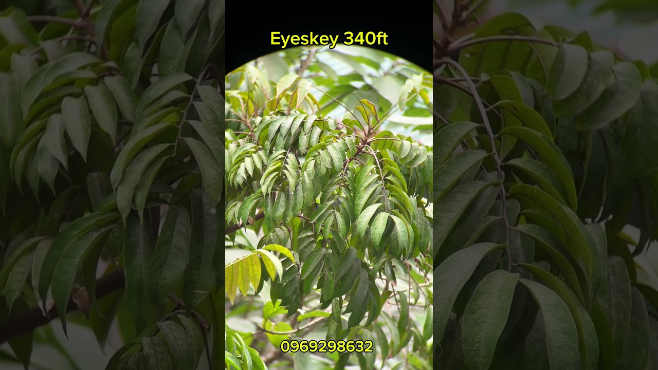 Test thực tế ống nhòm cao cấp eyeskey 340ft siêu sắc nét 