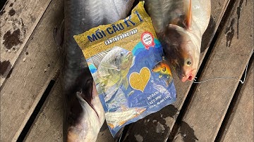 Cách trộn mồi câu cá tra sông, mồi bung dễ thu hút cá #camr1 #camr3 #camr2