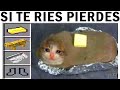 Si te res pierdes nivel minecraft  mejores momentos  fails  risa  graciosos 25