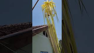 janur panganten 20231101  #smkncijatitv #sekolah