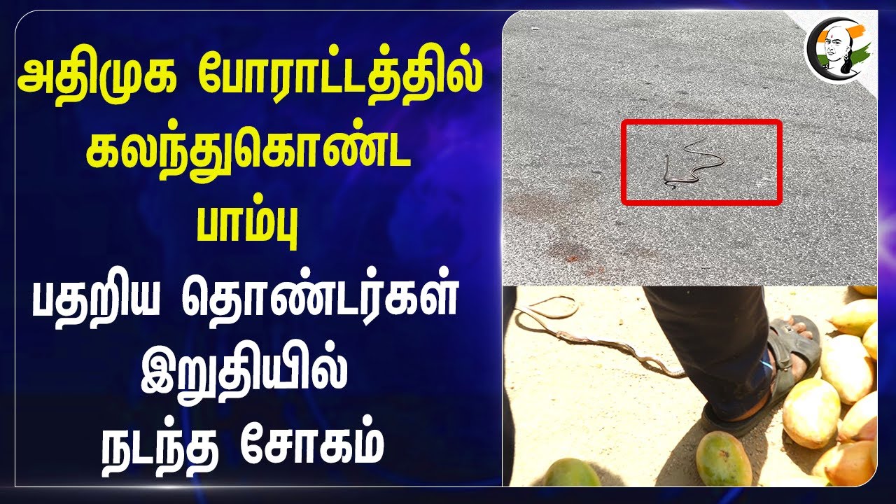 ADMK போராட்டத்தில் கலந்துகொண்ட பாம்பு பதறிய தொண்டர்கள் இறுதியில் நடந்த சோகம் | TN Govt