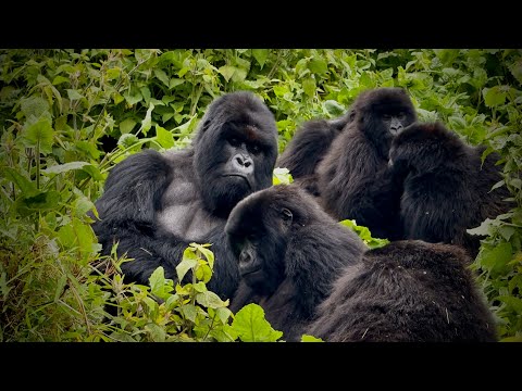 RWANDA NOV 25 PRT 2/5