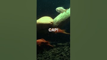 Do goldfish have a 3 second memory? #shorts