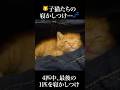 🐱子猫たちの寝かしつけに挑む（失敗）💤 #cat #kitten #猫 #子猫 #ねこ #こねこ #保護猫 #shorts #猫のいる暮らし