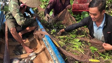 lưới cá trúng đậm cá rô phi / Hai Lúa Nhà Quê
