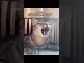 PLEASE STOP ABUSING YOUR CATS WHEN THEY ARE BAD!! #catsoftiktok #petlover #PetsOfTikTok #cats