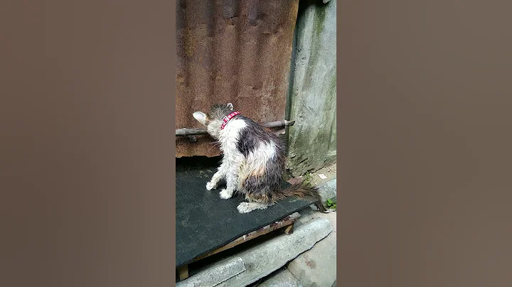 Video 11368741: cat grooming bath, fluffy cats catlover, adorable cat bath, cat grooming cute, cutecat