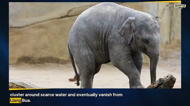 Severe drought pushed the 'hobbits' of Flores toward extinction 61,000 years ago