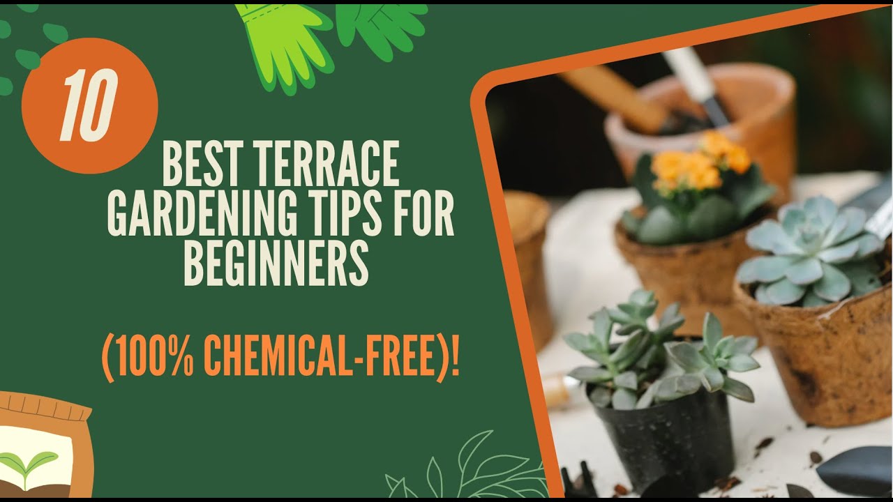 how to start terrace garden for beginners | Gardening Tips for ...