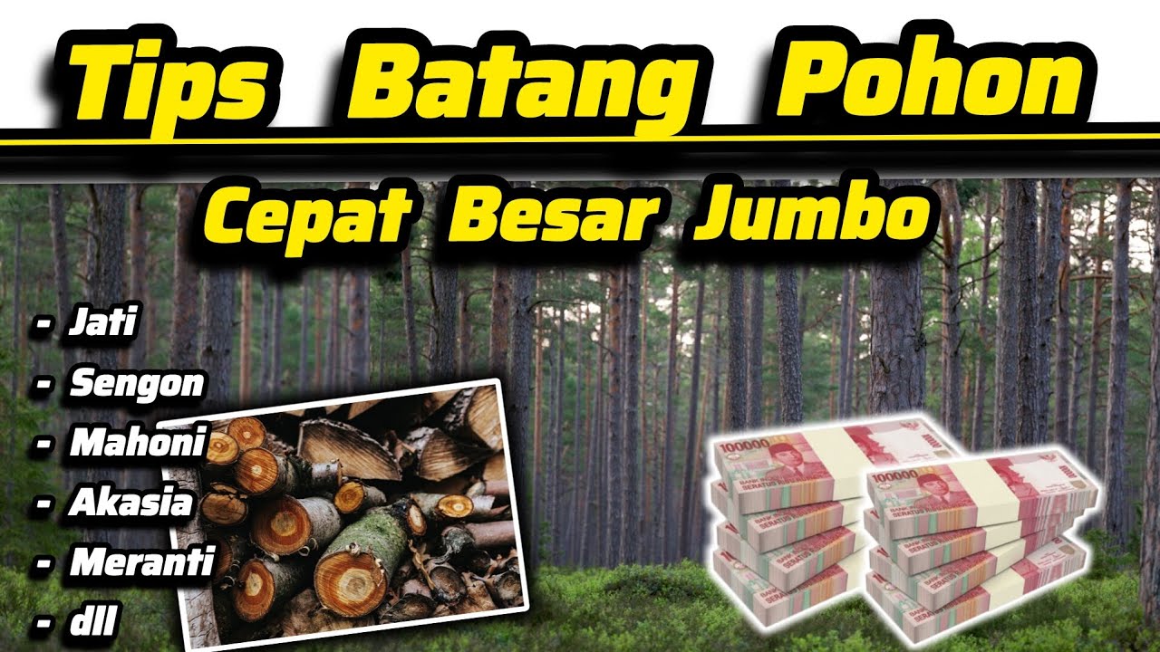 Cara Memperbesar Batang Pohon Jati - Sengon - Mahoni - Meranti - Akasia🪵Dari Pupuk Sampai Perlakuan🪵