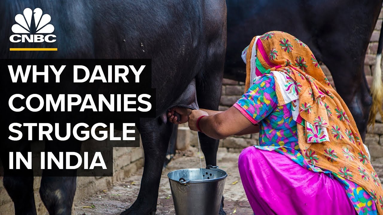 Why Big Dairy Companies Struggle In India YouTube Why Big Dairy Companies Struggle In India YouTube