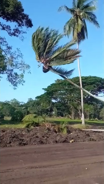Pohon kelapa tumbang dalam gerakan lambat