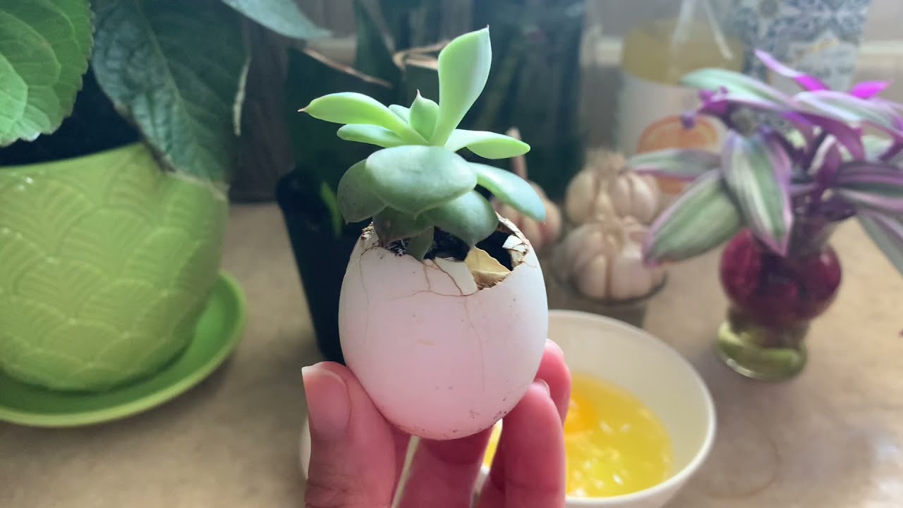 How to Make an Eggshell Mini Pot