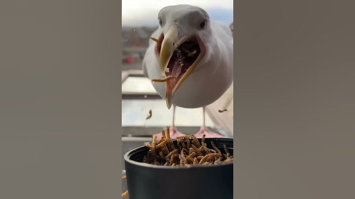 This Bird's Hunting Method Is Amazing #usa #factenglish #shortsfeed #gadgets