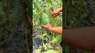 Cutting a Ripe Watermelon from the Vine by Hand During a Backyard Garden Harvest #shorts