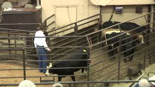 Curt Pate- Stockmanship - Positioning Yourself Correctly