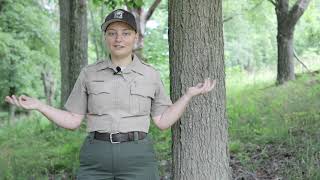 Tree Identification screenshot 3