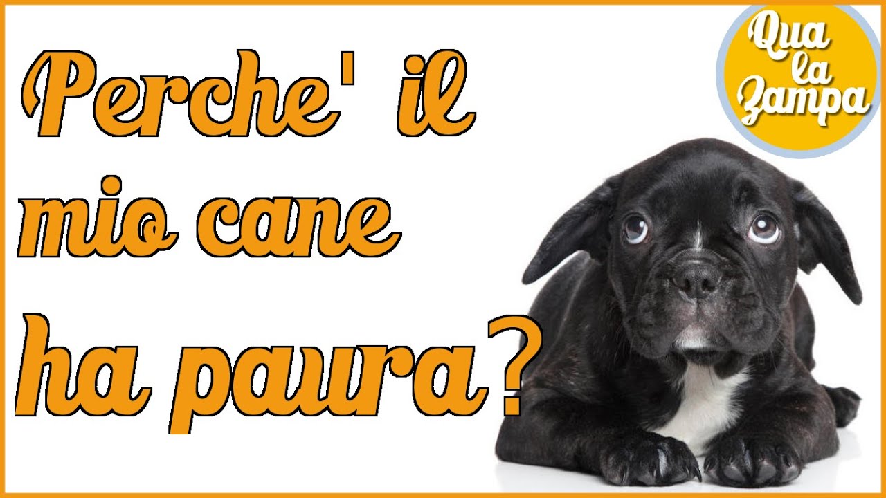 Perchè Mio Cane Ha Paura Qua La Zampa Youtube