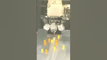 AWESOME Trix Cereal 😱🤯🥣 under the Microscope #science #biology #microscope