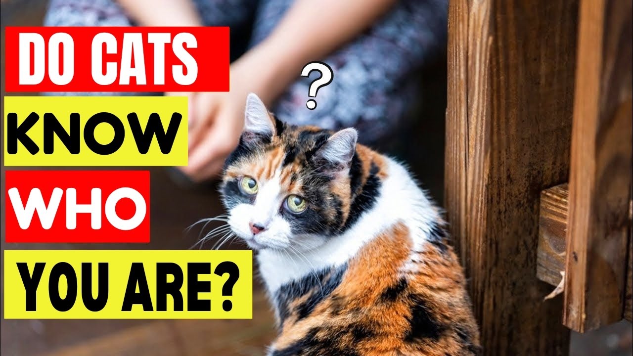 CAN CATS RECOGNIZE THEIR OWNERS YouTube CAN CATS RECOGNIZE THEIR OWNERS YouTube