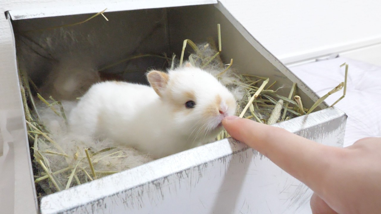 警戒心0な双子赤ちゃん