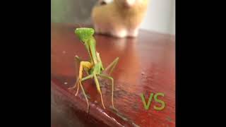 ตั๊กแตนตำข้าวสุดโหด screenshot 3