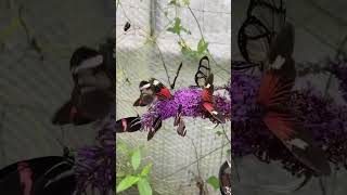 Happy butterflies fluttering