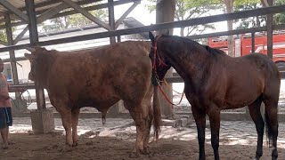 Cavalo August 16 2026