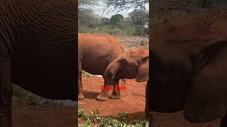Elephants taking dust bath #elephant #elephants @dayhikingandherpingdudes