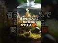 苔テラリウムで苔が茶色に変色する原因