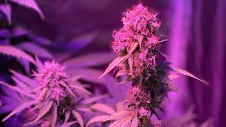 AUTOFLOWERS 10 WEEKS OLD AMNESIA HAZE AUTO- CRITICAL FAST AUTO