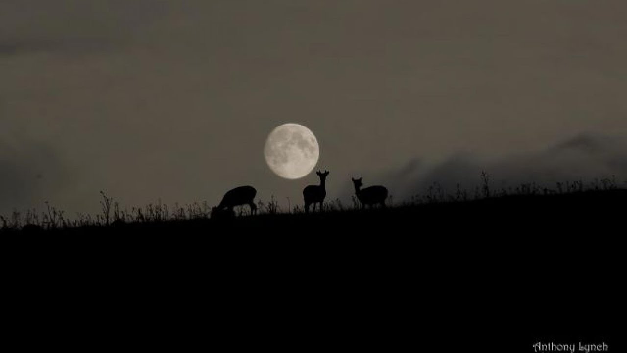 October 2020 Full Moon Tonight Is A Harvest Moon, Blood Moon