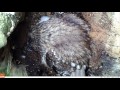 Tawny owl nest