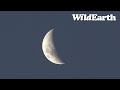 WildEarth - Sunrise  Safari - 08 April 2022