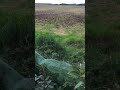 Ref:4mE22PIQ_yg Nuisance olfactives de l'agriculture fnsea � ploneour lanvern bretagne finist�re.