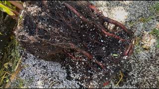 Mango Ataulfo Seedlings repotting and separating