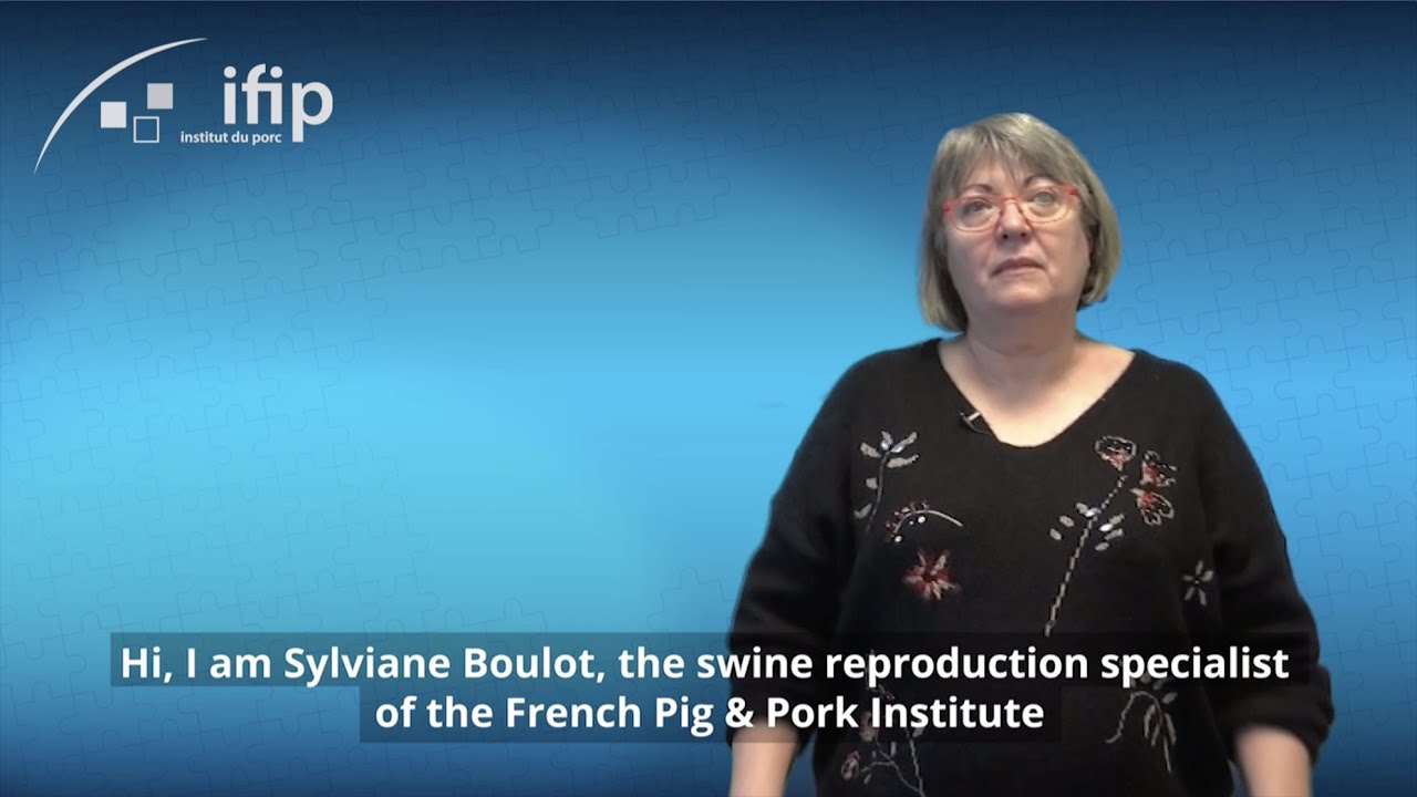 Training in Swine Ultrasonography with IFIP !