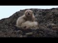 Arctic fox duet