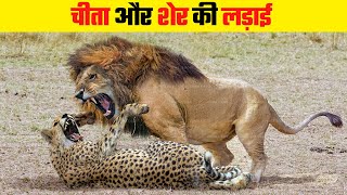 शेर क्यों करते हैं चीता का शिकार | Why Lion Hunts Down Cheetah