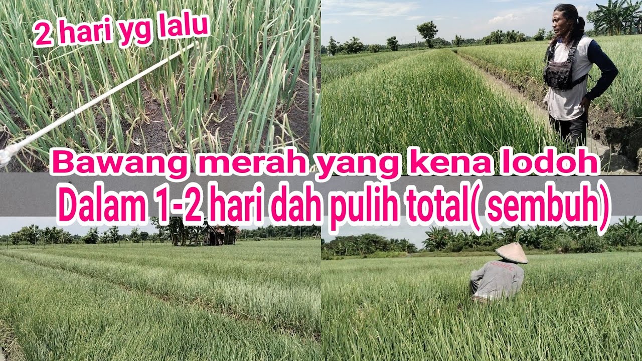 tutorial tanam bawang merah, akhirnya penyakit lodoh sembuh dalam hitungan satu dua hari.