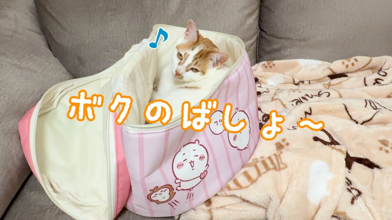 We have a new bed just for Toro-chan! - YouTube