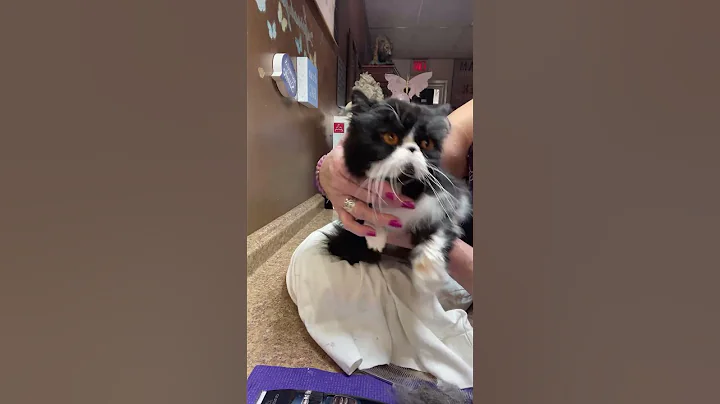 Video 11756731: cat grooming, cat lion, cat feline, domestic house cat, cat living